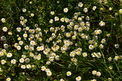 Bellis annua