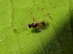 Euplectrus