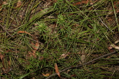 Pultenaea petiolaris