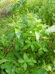 Mercurialis annua