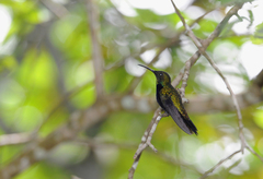Anthracothorax dominicus