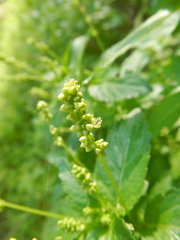 Mercurialis annua