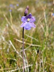 Thelymitra cyanea