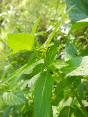 Mercurialis annua