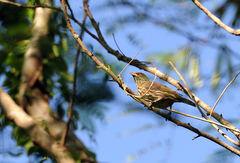 Dulus dominicus