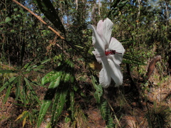 Hibiscus heterophyllus