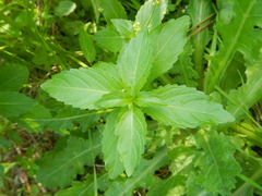Mercurialis annua