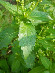 Mercurialis annua