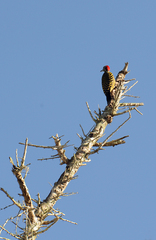 Melanerpes striatus