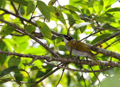 Phaenicophilus palmarum