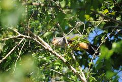 Coccyzus longirostris