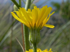 Crepis lacera