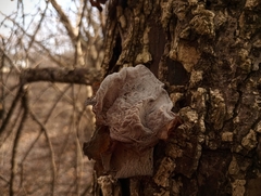 Auricularia angiospermarum