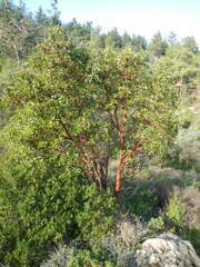 Arbutus andrachne