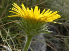 Pentanema montanum