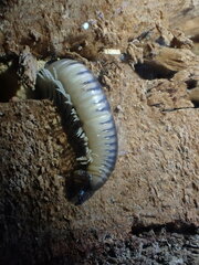 Pachyiulus flavipes