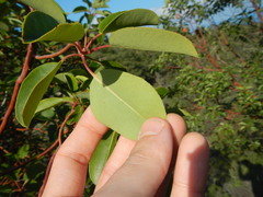 Arbutus andrachne