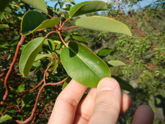 Arbutus andrachne
