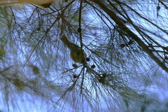 Acanthiza pusilla