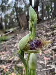 Calochilus therophilus