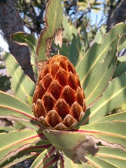 Protea rubropilosa
