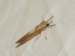 Calamidia hirta