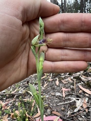 Calochilus therophilus