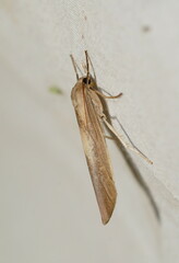 Calamidia hirta