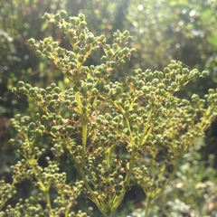 Filipendula ulmaria