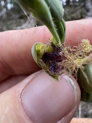 Calochilus therophilus