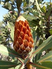 Protea rubropilosa