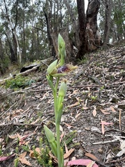 Calochilus therophilus