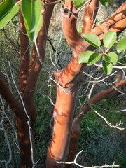 Arbutus andrachne