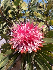 Protea rubropilosa