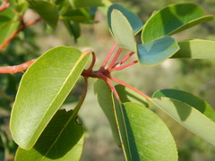 Arbutus andrachne