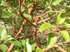 Arbutus andrachne