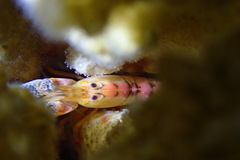 Alpheidae