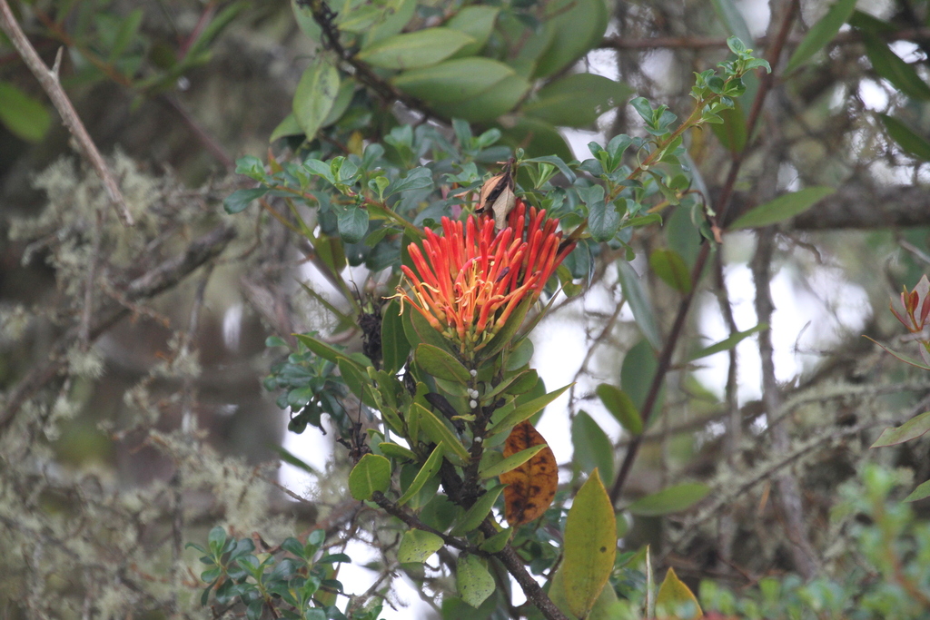 Tripodanthus belmirensis