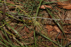 Entolasia stricta