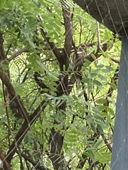 Parabuteo unicinctus