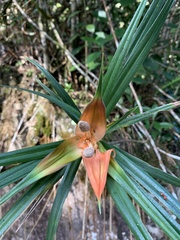 Freycinetia