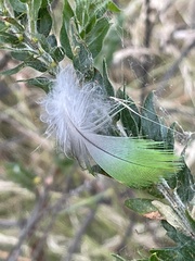 Platycercus eximius