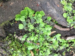 Conocephalum salebrosum