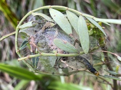 Cryptoptila australana