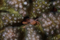 Trapezia rufopunctata