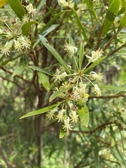 Tasmannia xerophila