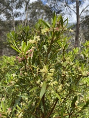 Tasmannia xerophila