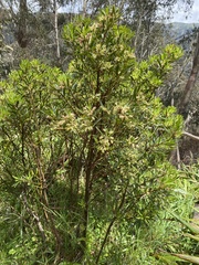 Tasmannia xerophila