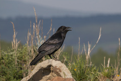 Corvus corax