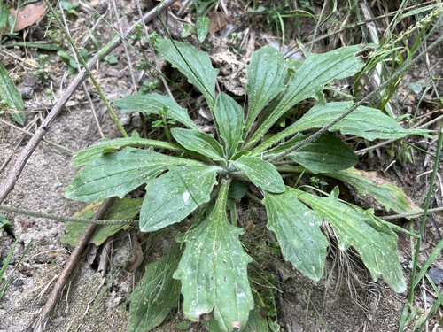 Plantago debilis